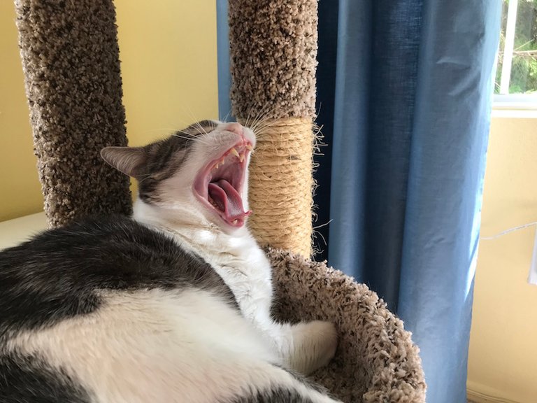 tigeryawn2.jpg