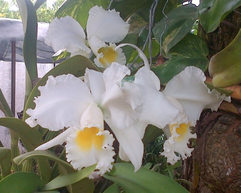 orquidea.jpg