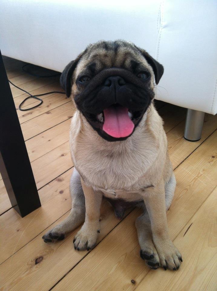 mops-muffin.jpg