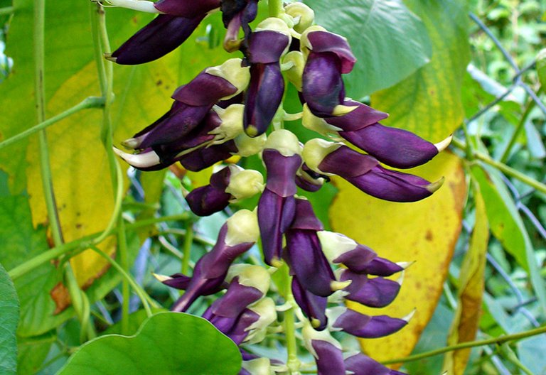 mucuna.jpg