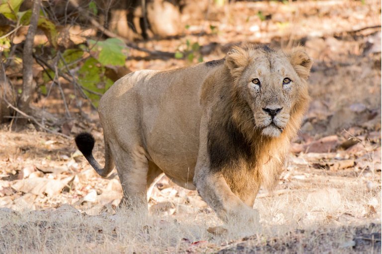 asiatic-male-lion.jpg