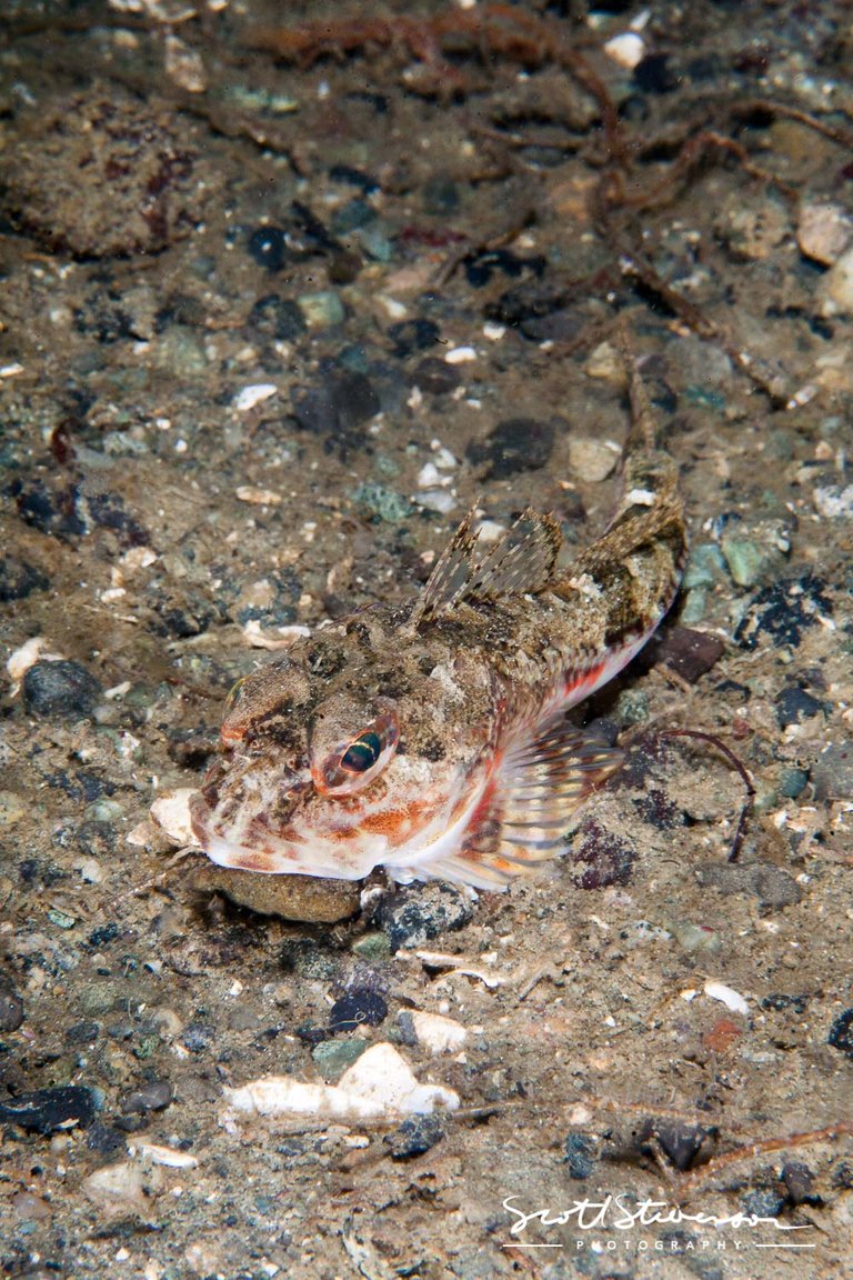 Roughback Sculpin-4.jpg