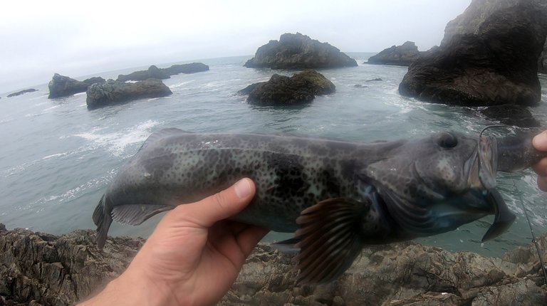 lingcod 2.jpg