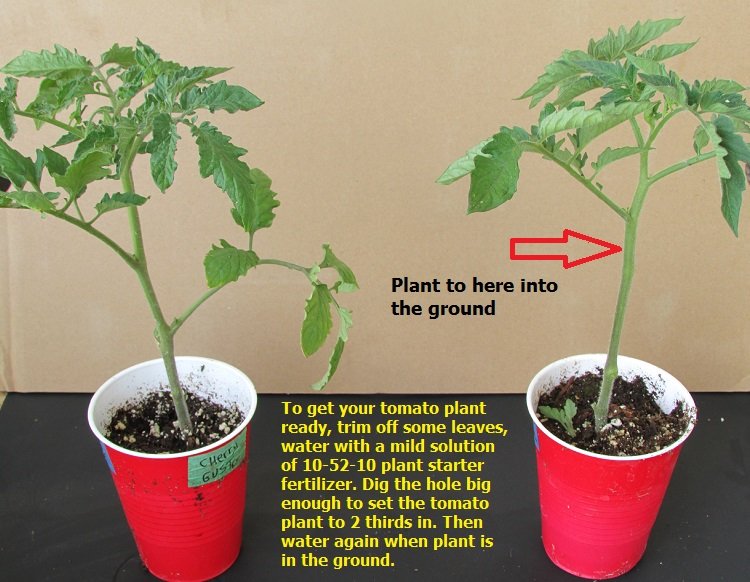 Get plants ready to plant in garden.jpg