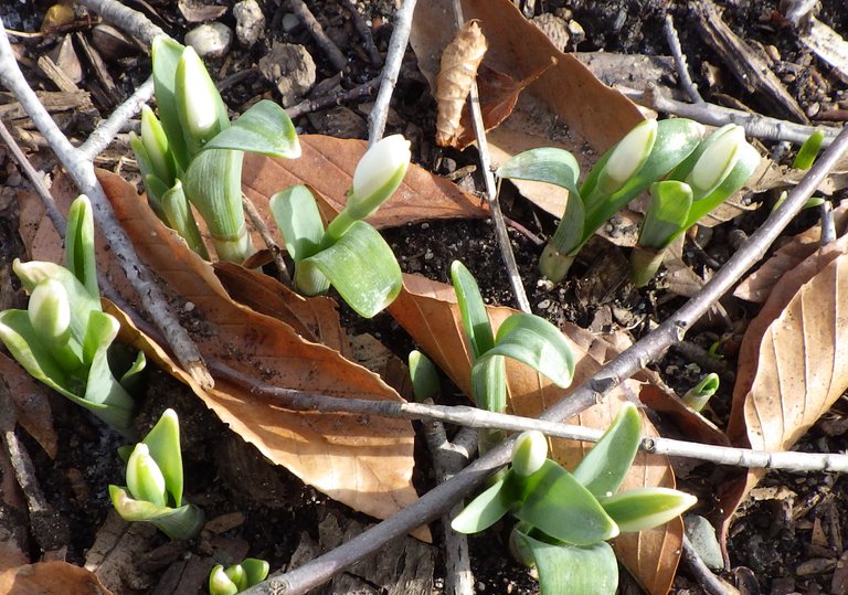 SnowDrops02-19-2019.jpg