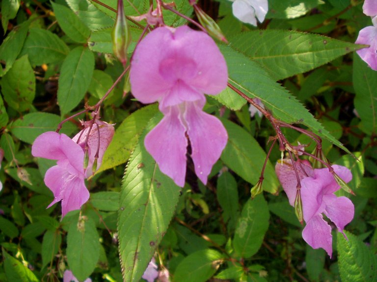 Himalayan balsam.JPG