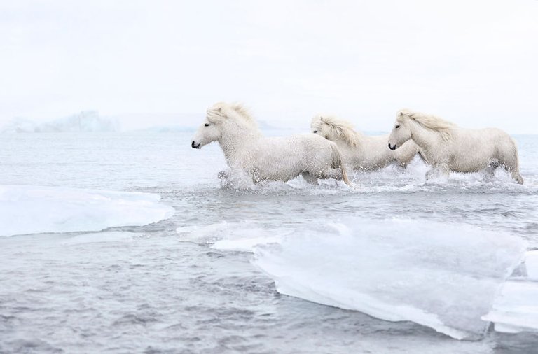 animal-photography-icelandic-horses-in-the-realm-of-legends-drew-doggett-7-5b5afbdaad0e3__880.jpg