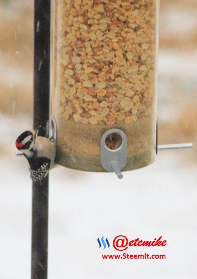 Downy Woodpecker PFW11.jpg