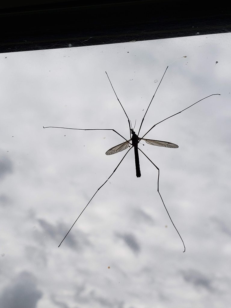 craneFly.jpg