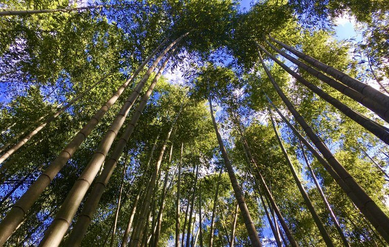 bambouseraie-arashiyama-1.jpg