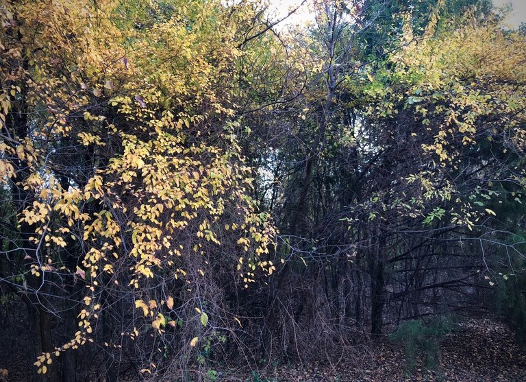 goldentrees-grayunder.jpg