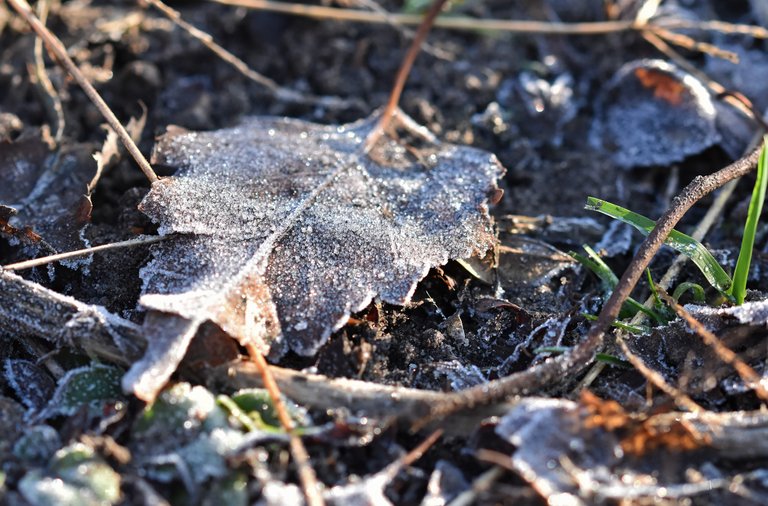 frost garden leaves 2.jpg