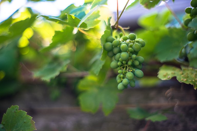 07-07-2018-grapes-06629.jpg