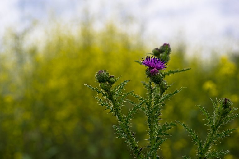 17-06-2018-thistle-06428.jpg