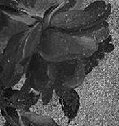 roses grey scale detail.jpg