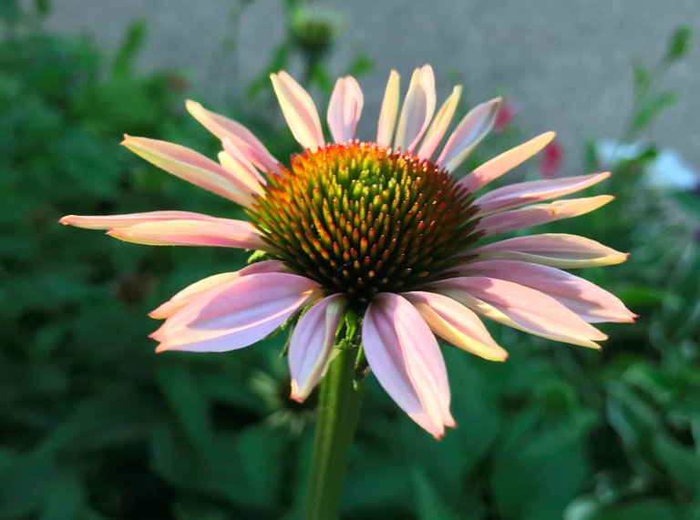 Immature Echinacea in Sunrise Light.jpeg