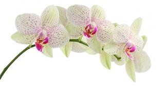 white-orchids-orchid-flower-free-659721.jpg