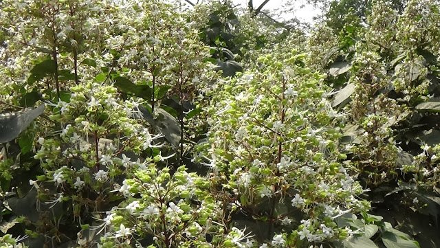 বনজুঁই ভাট ফুলের সাস্থ্য উপকারিতা জেনে নেওয়া যাক। 2.JPG