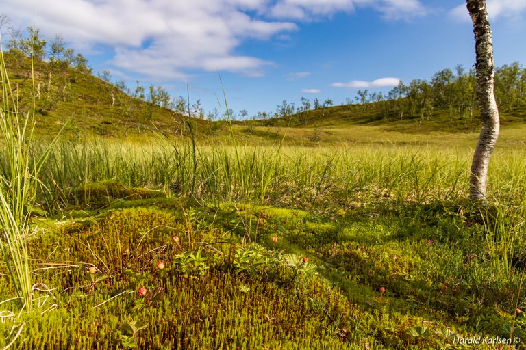 Nygårdsfjellet-10.jpg