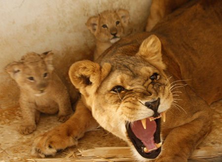 mothers-day-lions-protect-2.jpg