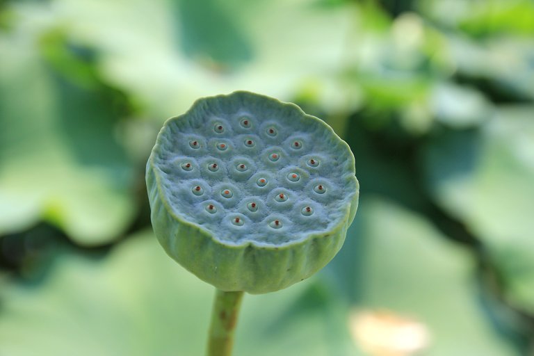 lotus-fruit-833012_1920.jpg