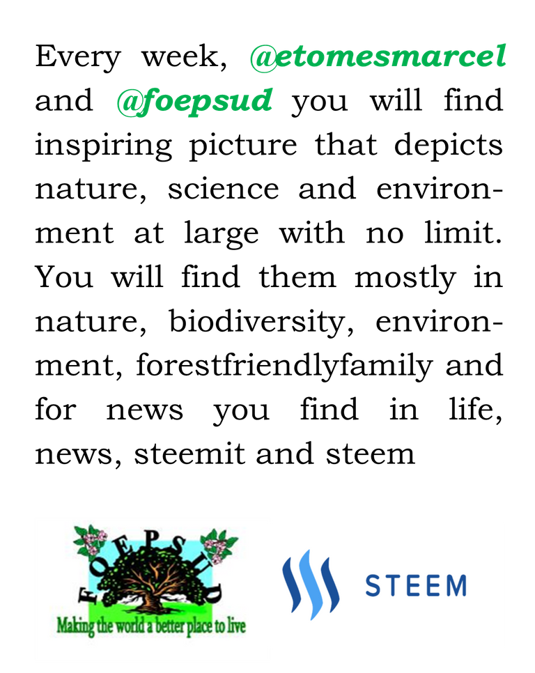 Foepsud Steemit Logo.png