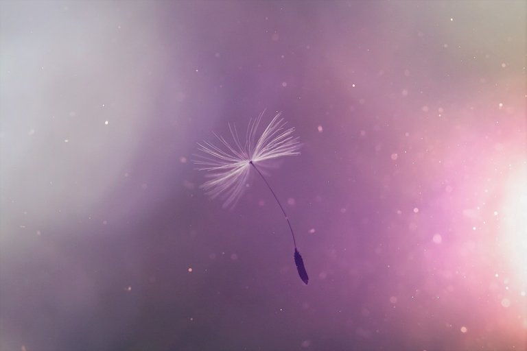 dandelion-4186350_960_720.jpg