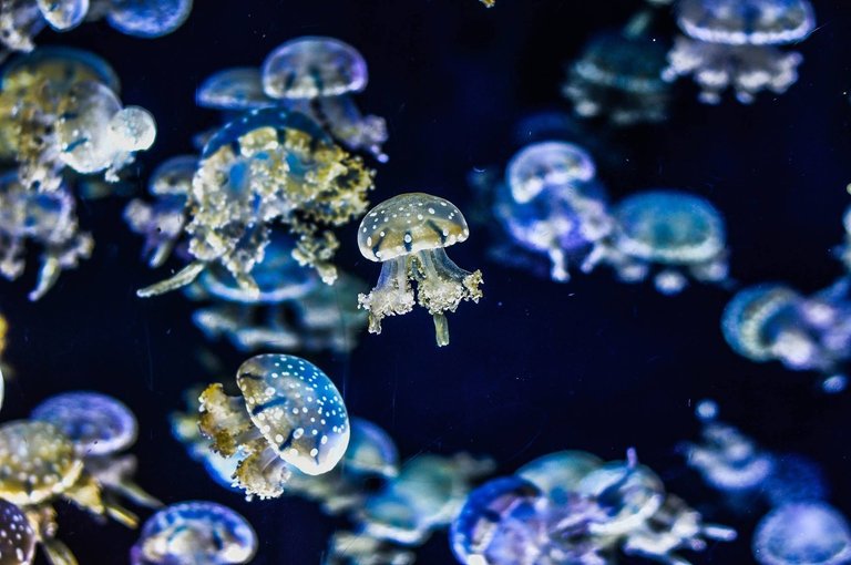 jellyfish-1288749_1920.jpg