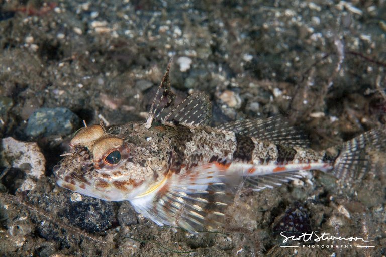 Roughback Sculpin-6.jpg