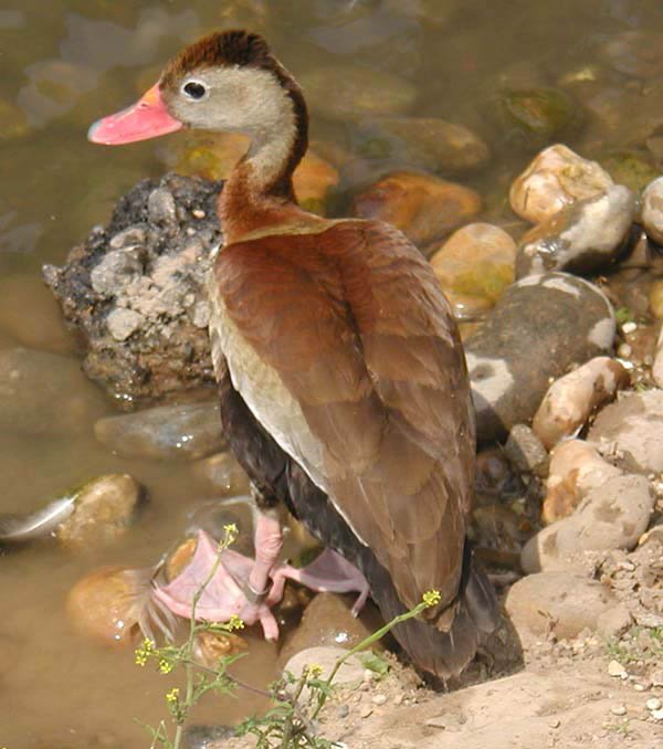 Red.billed.whistling.duck.600pix.jpg