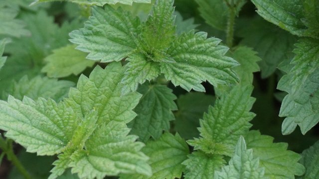 008_nettle.jpg