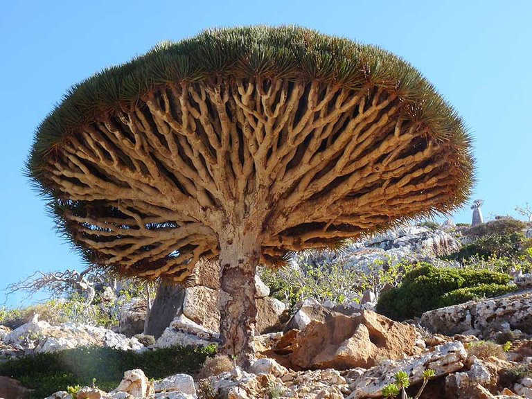 socotra-03.jpg