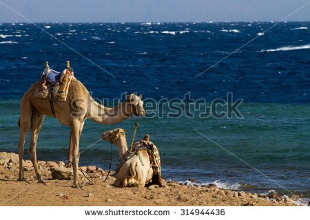 stock-photo-camels-parked-on-the-beach-at-the-blue-hole-a-wonderful-diving-spot-near-dahab-in-egypt-on-the-314944436.jpg