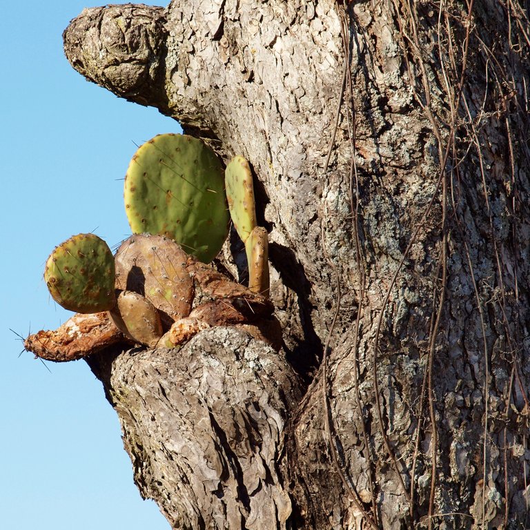 CatusTree PC230094.jpg