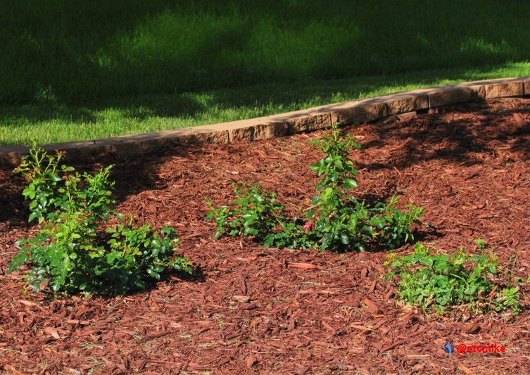 red rose bushes M27_0047.JPG