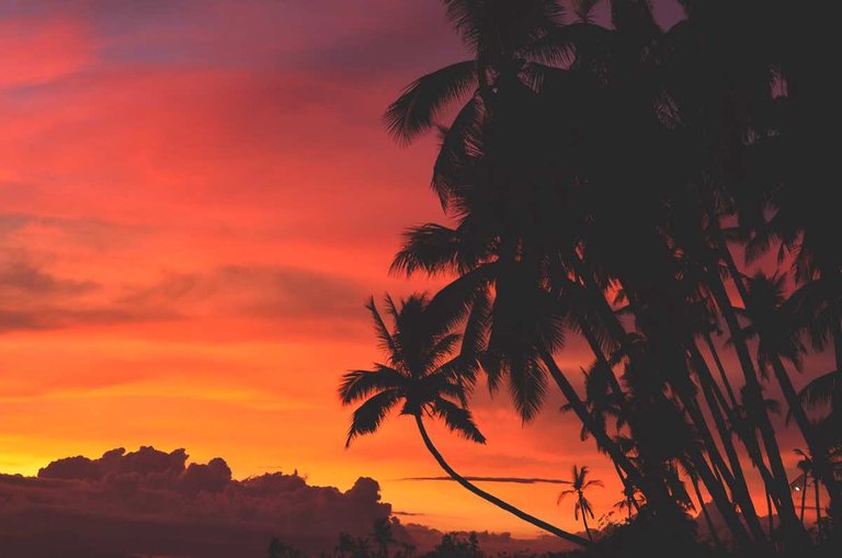 top-tourist-spots-siquijor-philippines-palm-trees-sunset.jpg