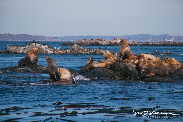 Stellar Sea lion-3.jpg