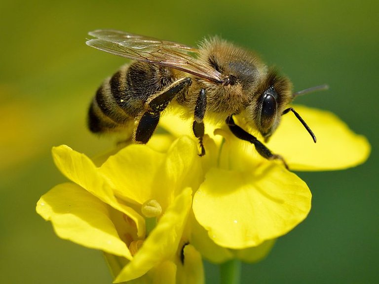 Honey bee.jpg