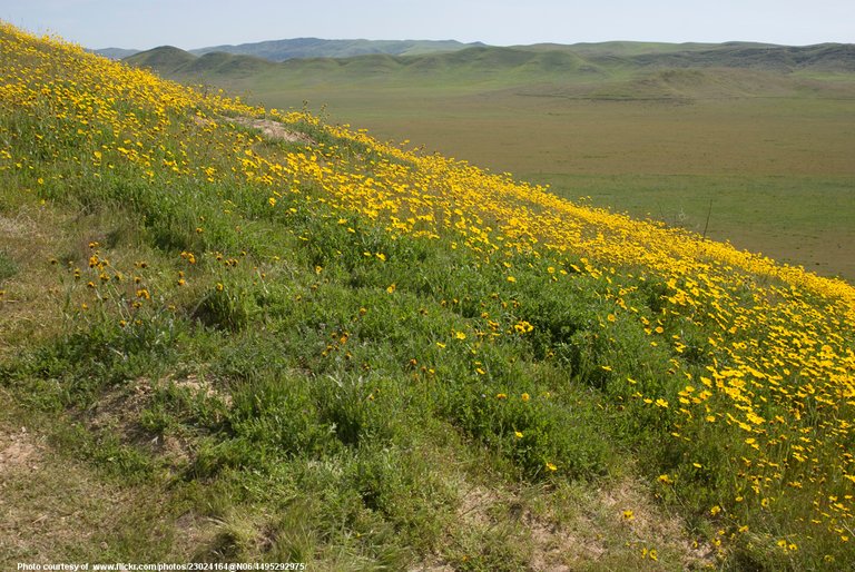 HillsideOfYellowWildflowers-001-071518.jpg