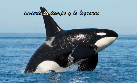 ballena.png