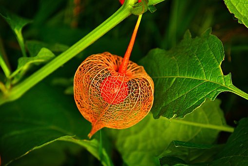 chinese-lantern-3699126__340.jpeg