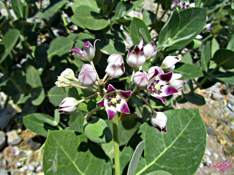 _____aak_plant________milkweeds__calotropis__by_sheereenabba-d5eyrfg.jpg