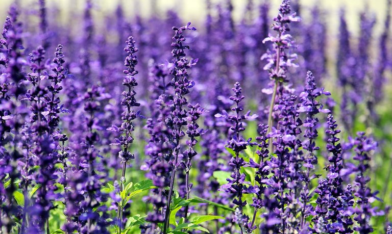 lavender-1507499_1920.jpg