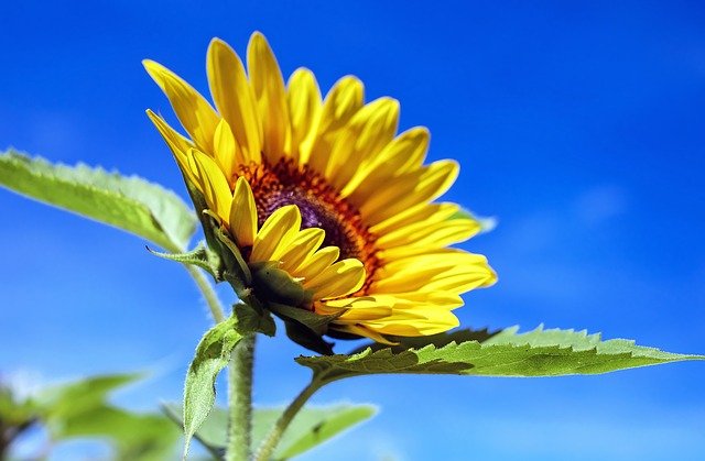 sun-flower-1536088_640.jpg