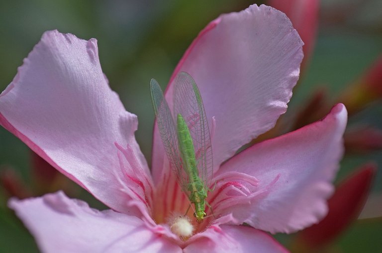 oleander-flower-63802_960_720.jpg