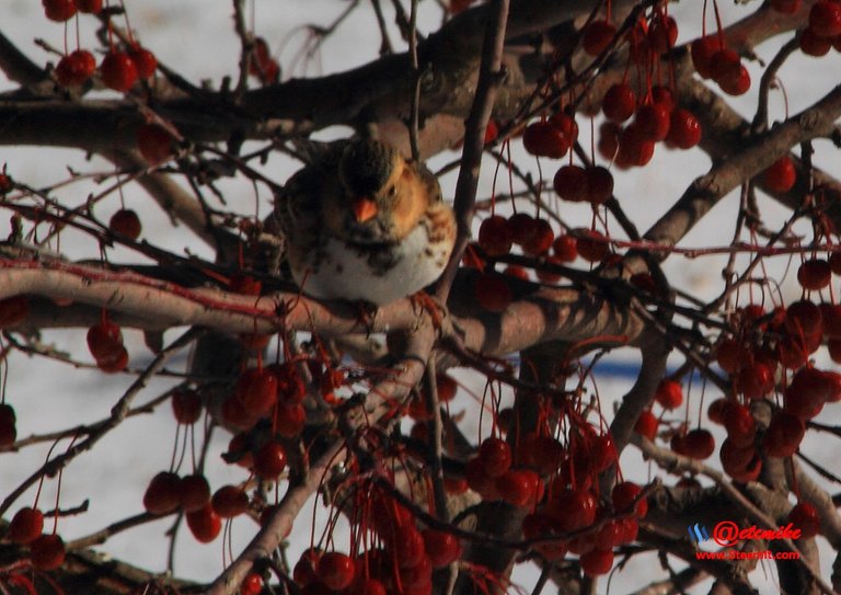 Harris's Sparrow IMG_0110.JPG