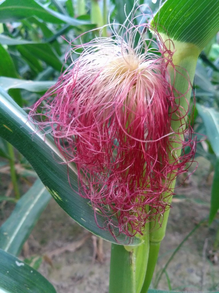 DSC_0208.JPG
