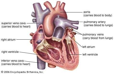 Cross-section-human-heart.jpg