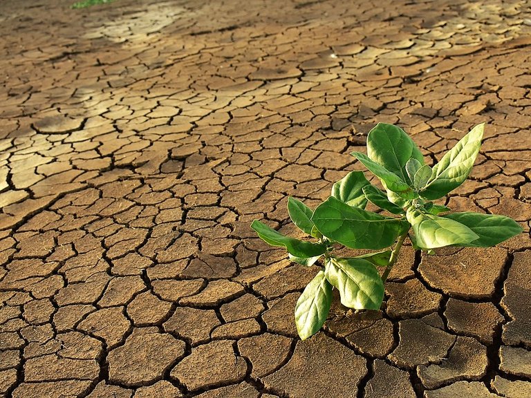 Dry-Mud-Dry-Land-Cracked-Drought-Green-Plant-2995536.jpg