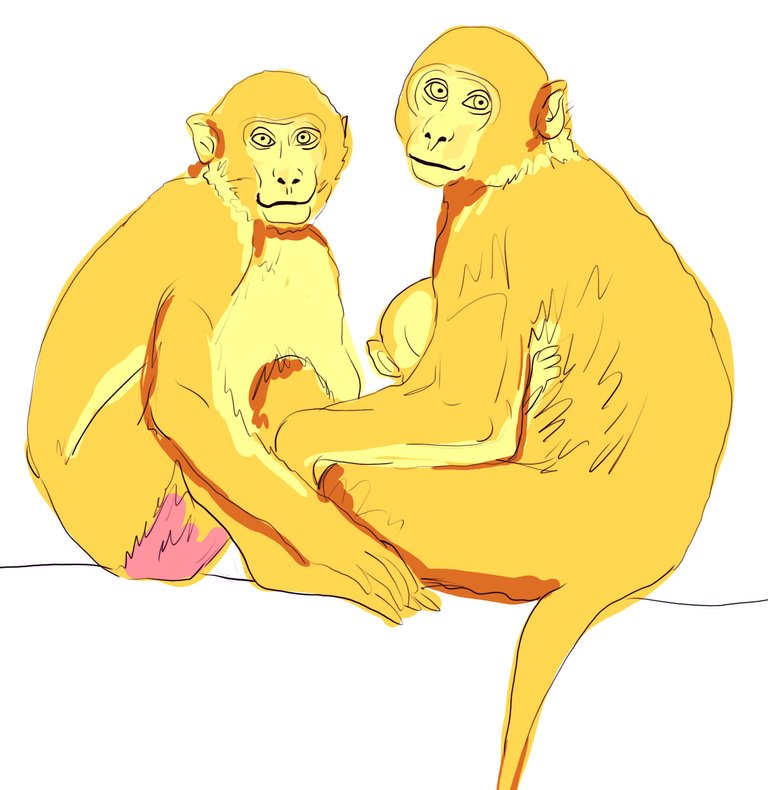 monkey(427).jpg